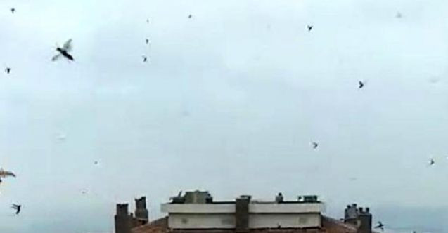 İzmir'de korkutan "böcek istilası" görüntüleri - Resim: 1