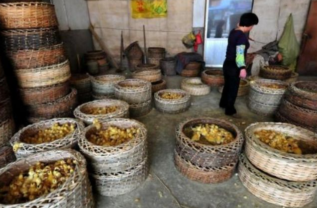 Yavru ördekleri canlı canlı yaktılar! - Resim: 2