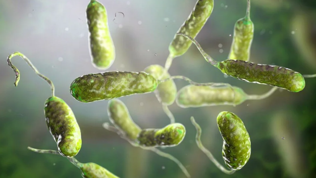 İnsan eti yiyen bakteri kabusu! ABD'de vakalar katlandı 2 yolla bulaşabiliyor - Resim: 2