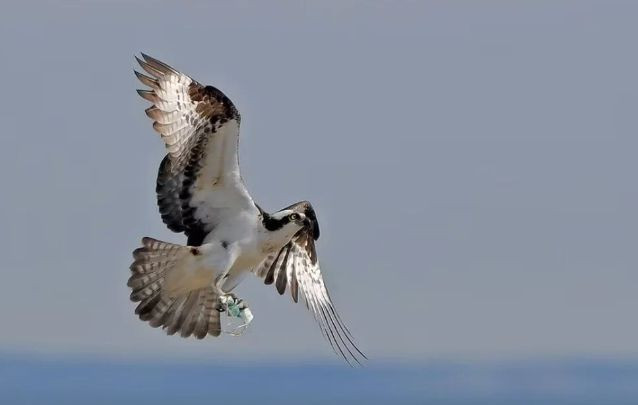 Pandemi vahşi yaşam için hala devam ediyor! İnsanın içini acıtan görüntüler - Resim: 4