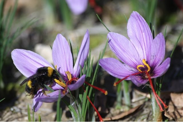 Bu çiçeğin afrodizyak etkisi var bunu koklayan kadın... - Resim: 4