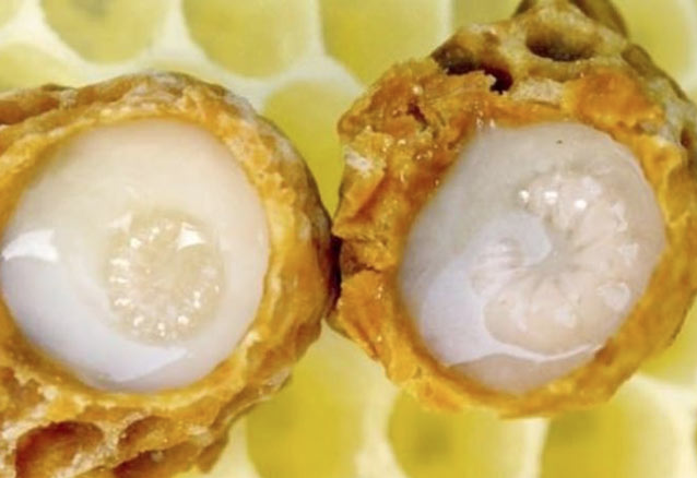 1 kaşığı 100 TL ama cinsel gücü arttırıyor çocuk  isteyenler... - Resim: 1