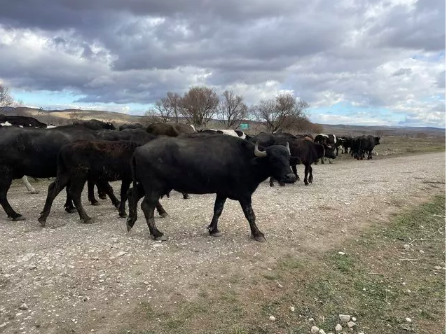 Cumhurbaşkanı Erdoğan satın aldı talep patladı! Sipariş yağıyor yok satıyor! - Resim: 0