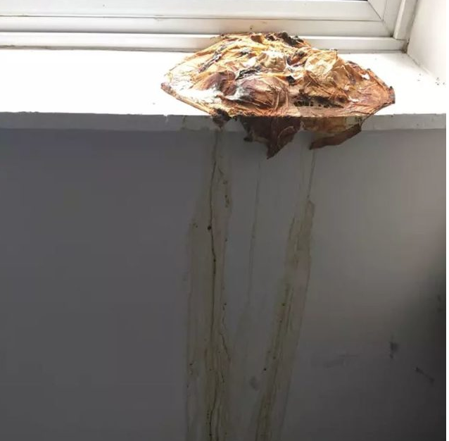 İğrenç görüntüler! Dağınıklığın ve pisliğin böylesi görülmedi - Resim: 2