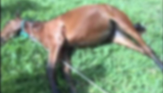 Ata tecavüz eden sapıktan skandal savunma 'Bana göz kırptı onay verdi' - Resim: 1