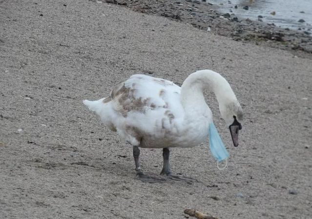 Pandemi vahşi yaşam için hala devam ediyor! İnsanın içini acıtan görüntüler - Resim: 2