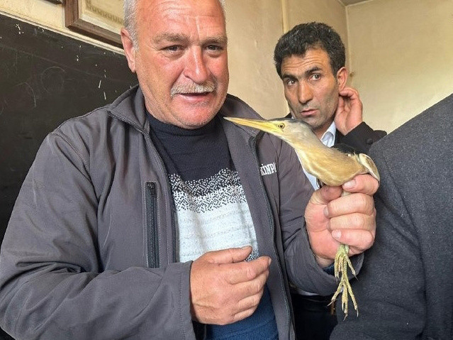 Nesli tükenmek üzere! Ardahan'da bitkin halde bulundu, koruma altına alındı - Resim: 1