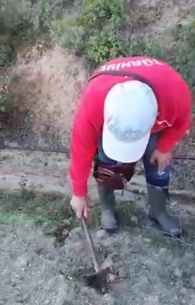 Bursa'da bir günde 5 kilogram trüf mantarı toplayan adam binlerce lira kazandı - Resim: 1