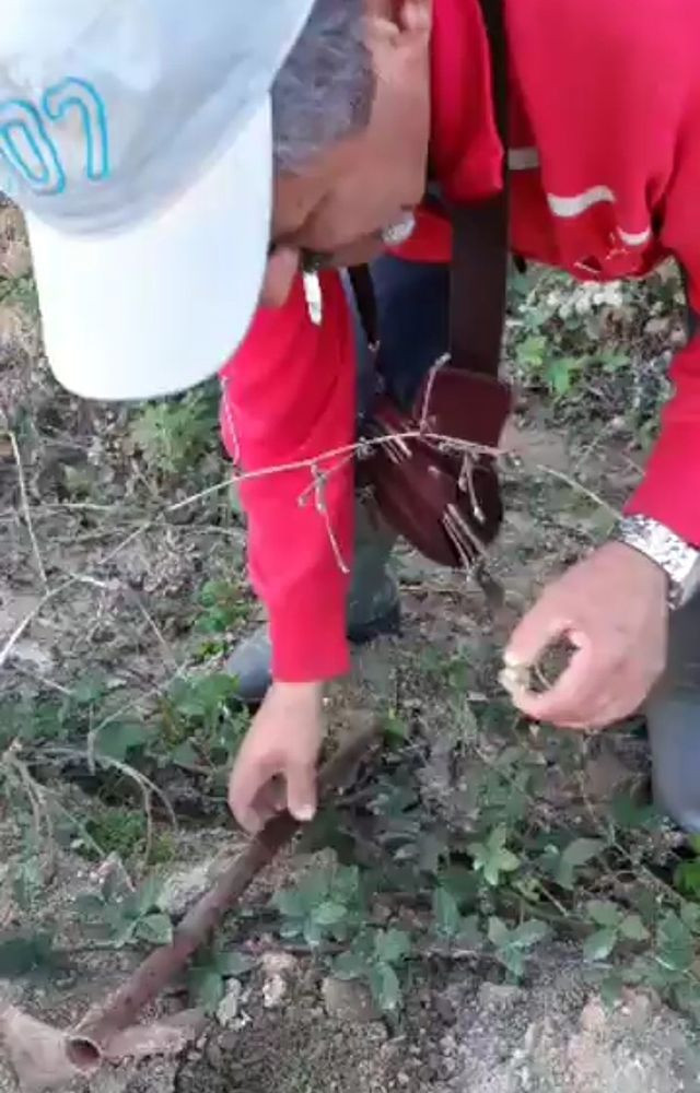 Bursa'da bir günde 5 kilogram trüf mantarı toplayan adam binlerce lira kazandı - Resim: 2