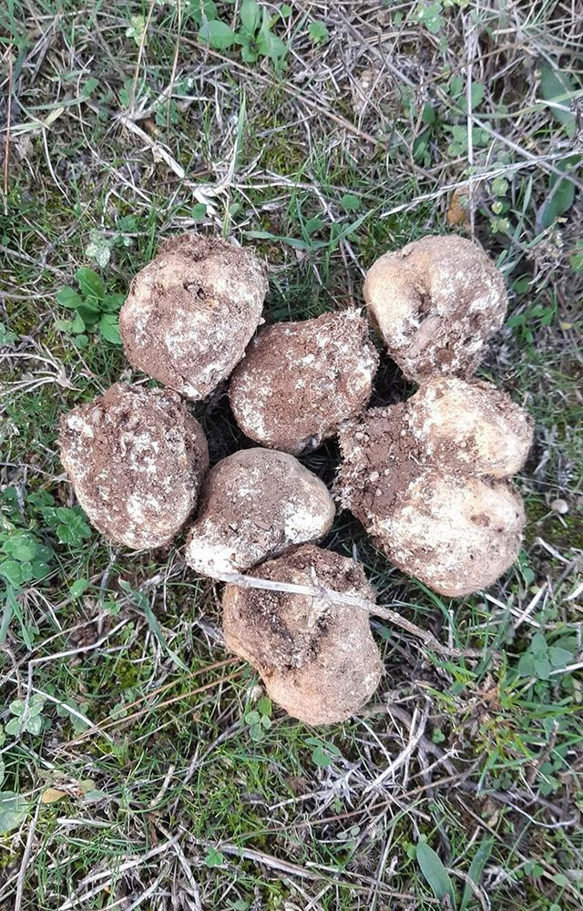 Bursa'da bir günde 5 kilogram trüf mantarı toplayan adam binlerce lira kazandı - Resim: 3