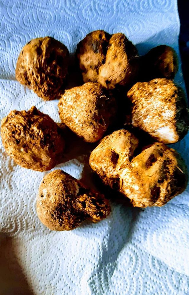 Bursa'da bir günde 5 kilogram trüf mantarı toplayan adam binlerce lira kazandı - Resim: 4