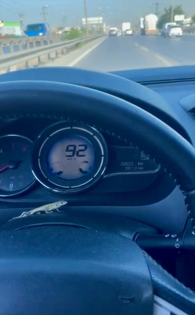 Seyir halindeyken direksiyonda kertenkeleyi gören kadın sürücü şoka girdi - Resim: 0