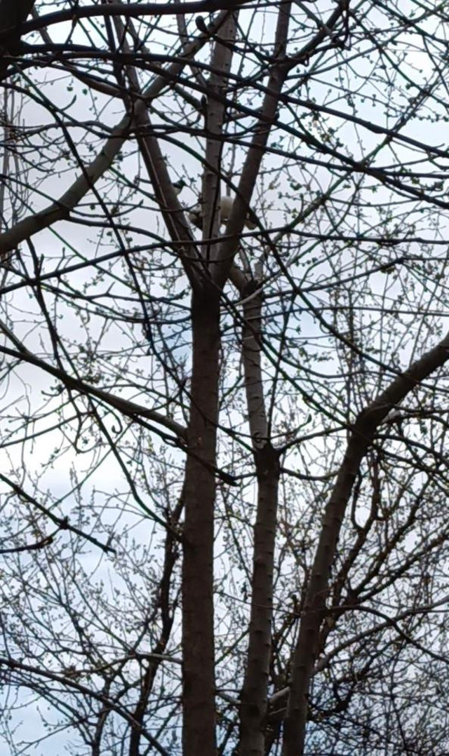 Ağaçta mahsur kalan kedinin peşini bırakmadı! Saksağan gagasıyla saldırdı o anlar kamerada - Resim: 1