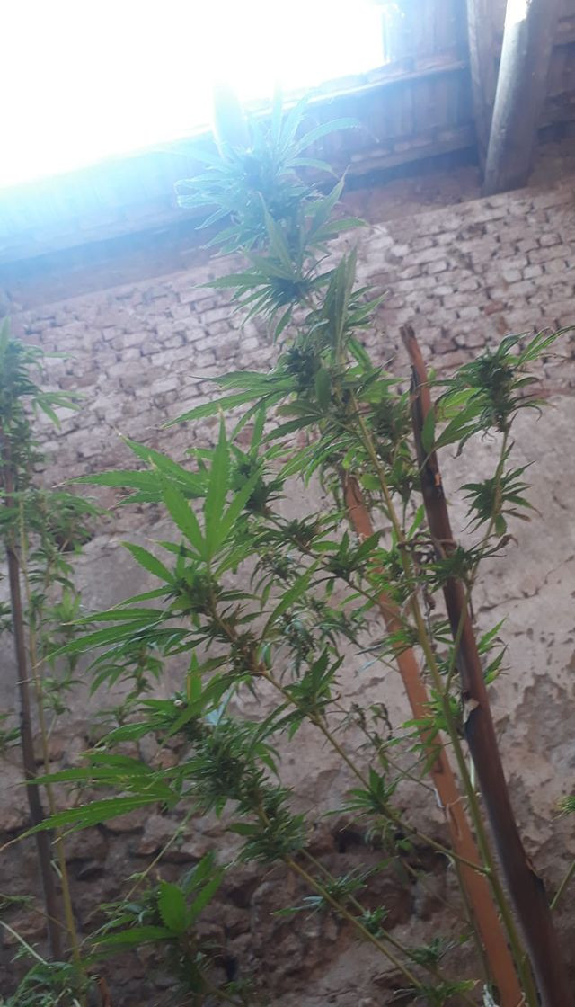 Manisa'da bir kişi çatıda havalandırma boşluğu açıp kenevir yetiştirmiş - Resim: 3