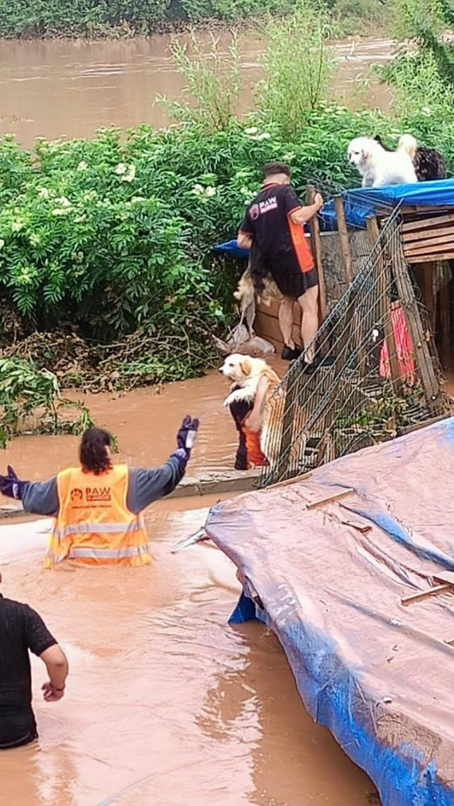 Bartın'daki selde 56 köpek telef oldu! Barınakta mahsur kalan köpekler böyle kurtarıldı - Resim: 1