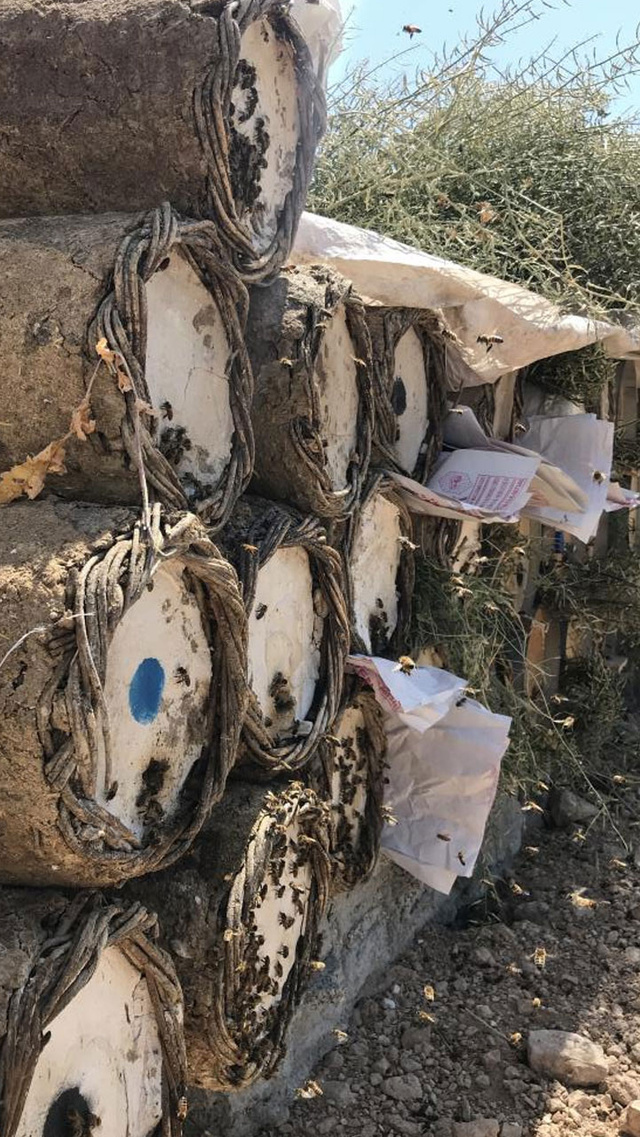 Bal arılarının tatlı bal yolculuğu başladı - Resim: 1