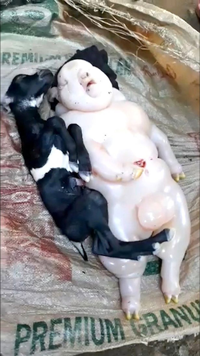 Keçinin yavrusuna bakın insan mı domuz mı belli değil! - Resim: 1