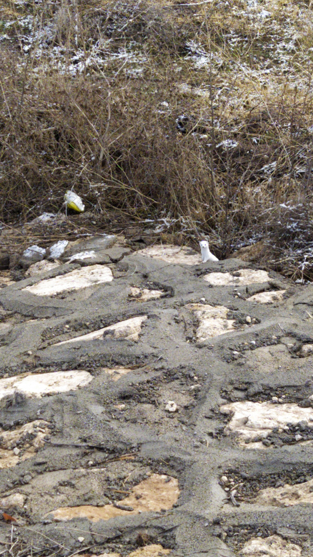 Sivas'ta görüntülendi! Kış ayında kahve renginden beyaz renge bürünüyor - Resim: 0