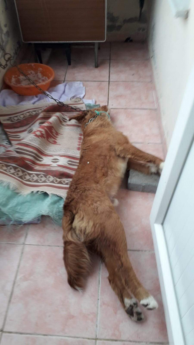 Edirne'de balkona bağlanan köpek ipe asılı halde ölü bulundu - Resim: 0