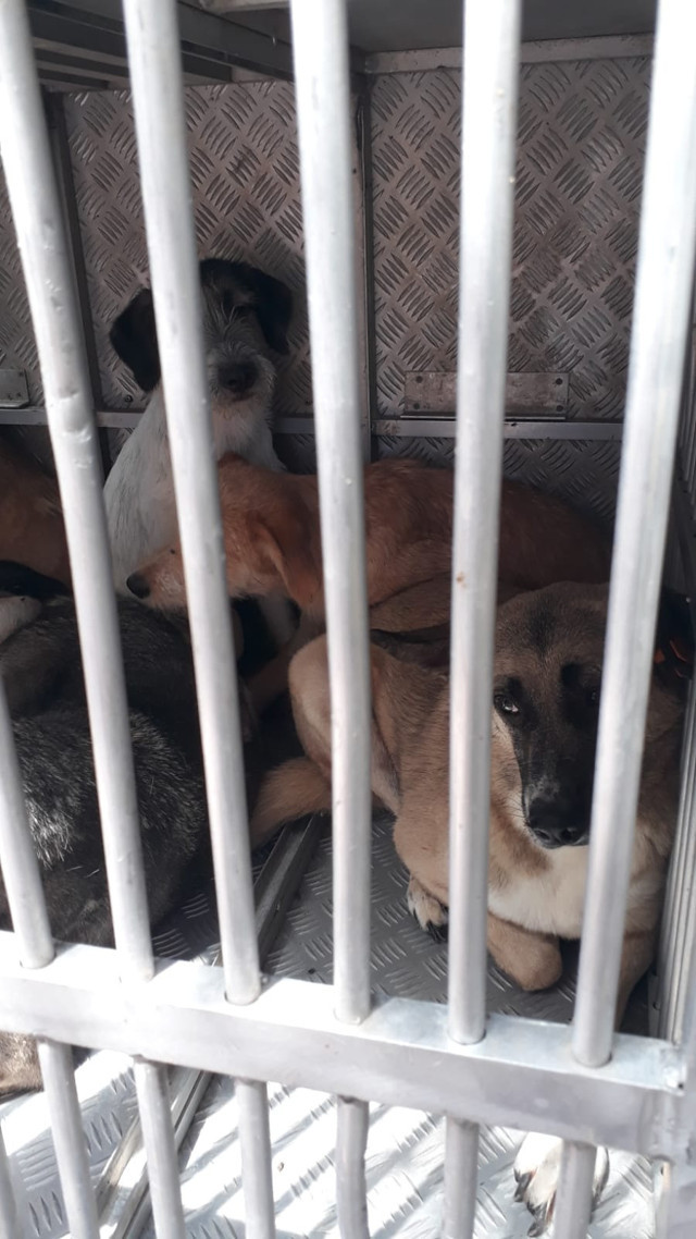 Ankara'da köpekleri öldürüp bahçesine gömdü! O kadına 10.5 yıl hapis istemi - Resim: 1