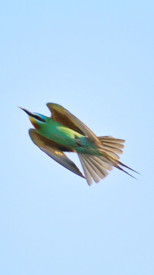 Yeşil arı kuşu 31 yıl sonra Hatay Mileyha'da görüldü - Resim: 0