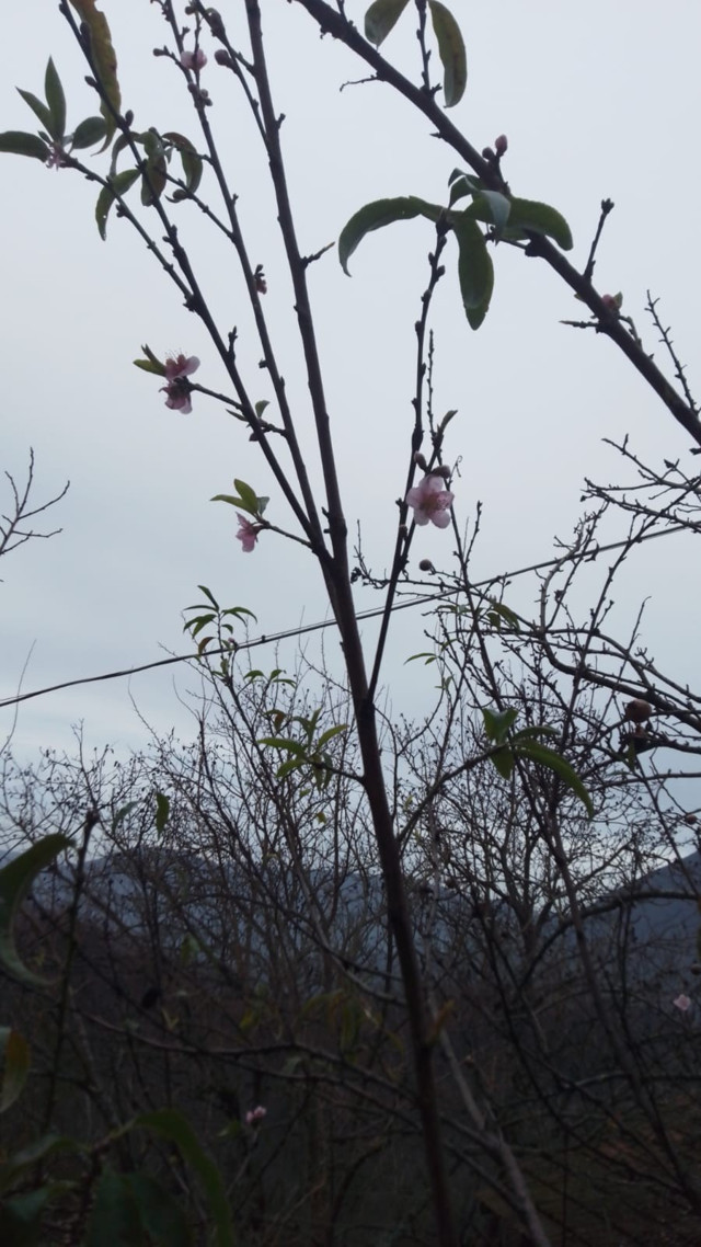 Kar yağışı beklenirken şeftali ağacı çiçek açtı! - Resim: 1