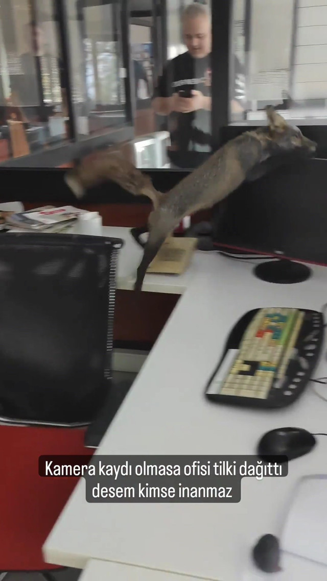 Televizyon binasına tilki geldi, ortalığı birbirine kattı: Kimse inanmaz - Resim: 0