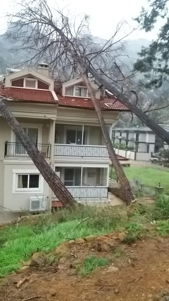 Muğla'da şiddetli yağış ve fırtına! Devrilen ağaçlar maddi zarara neden oldu - Resim: 2