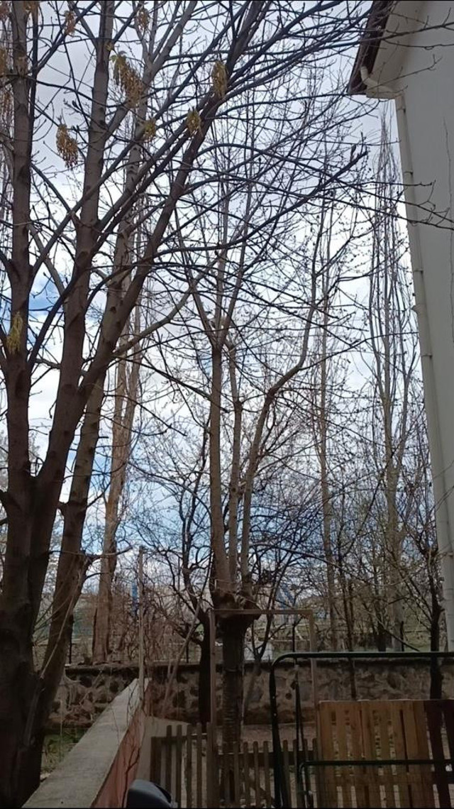 Ağaçta mahsur kalan kedinin peşini bırakmadı! Saksağan gagasıyla saldırdı o anlar kamerada - Resim: 2