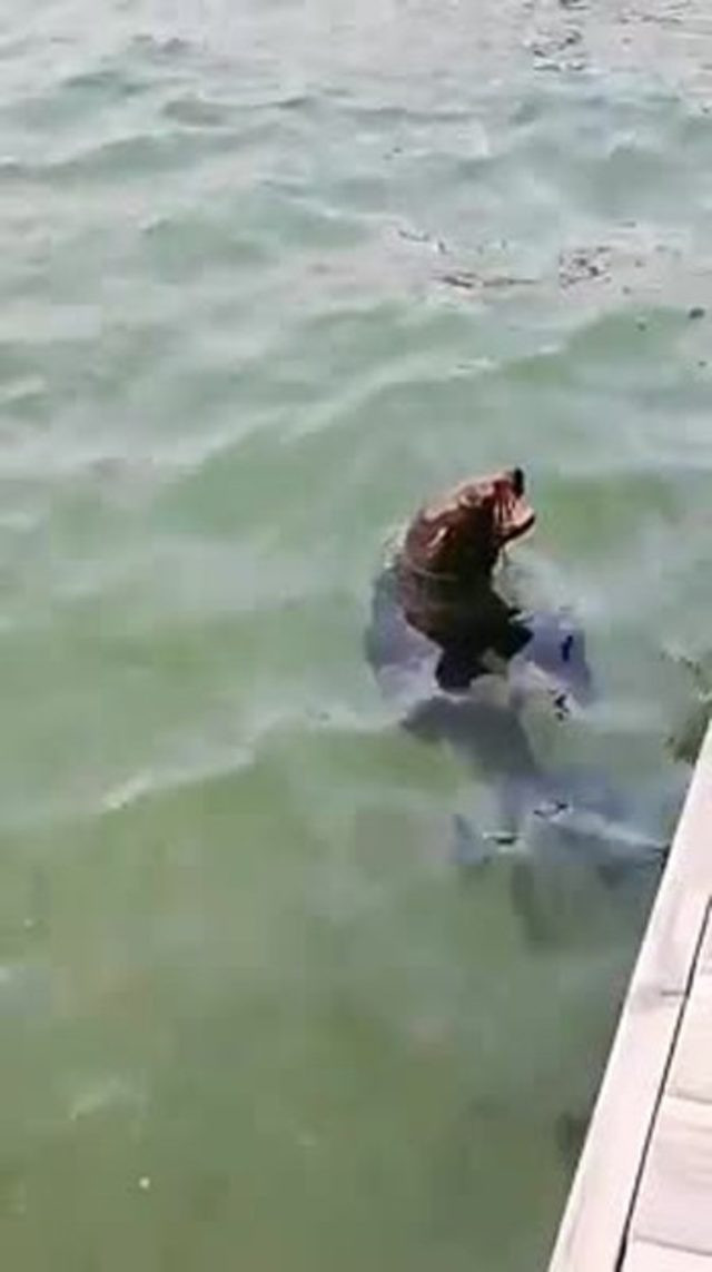 Dünyada sadece 500 tane kaldı Türkiye'de görüldü! 1,50 metre uzunluğunda... - Resim: 4