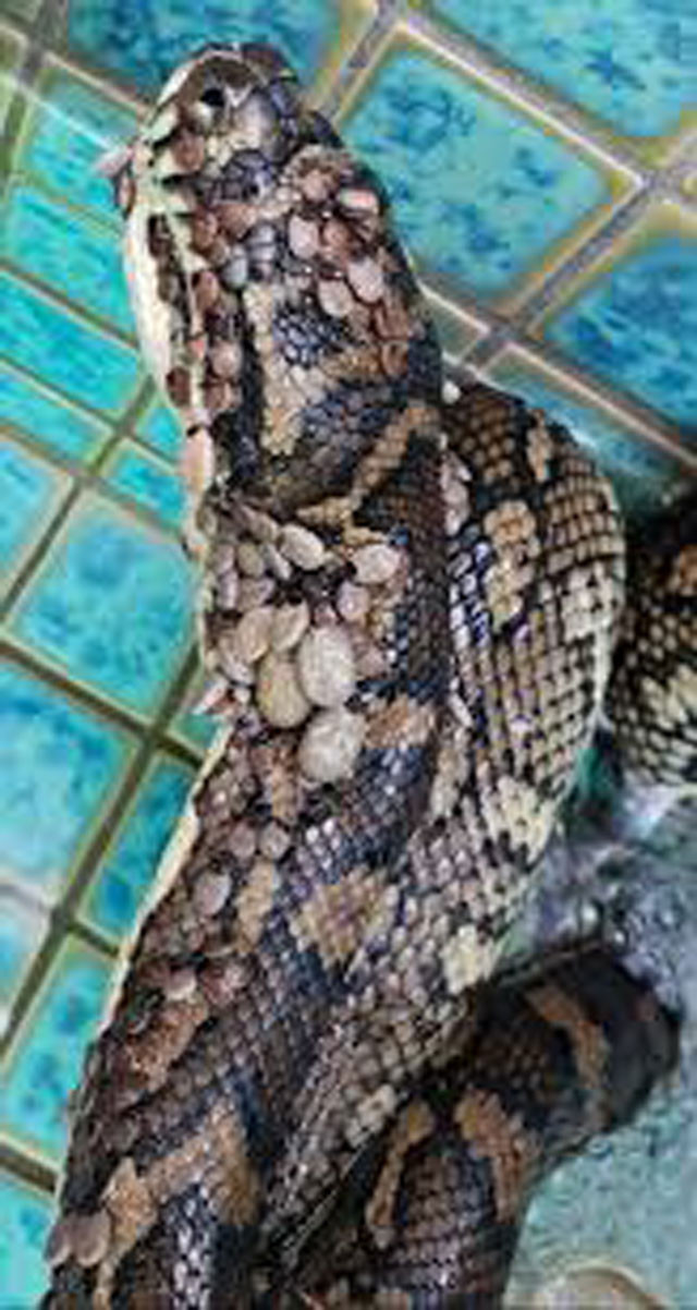  Böylesi görülmedi! Yılanın üzerine bakın ne yapıştı - Resim: 2