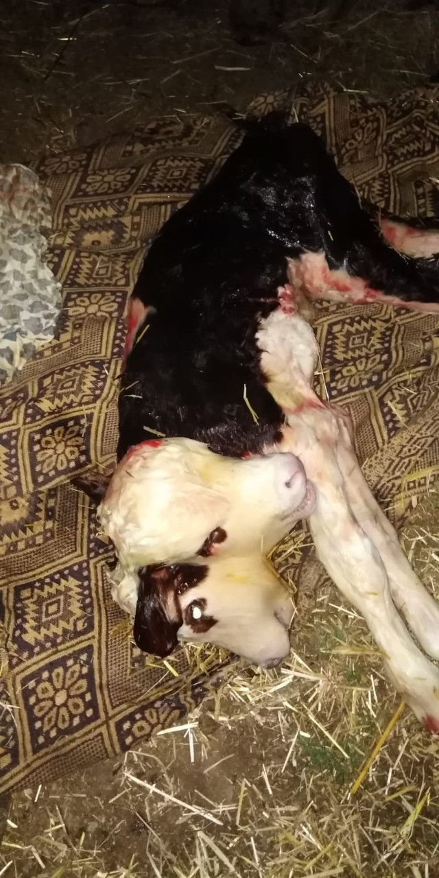 Görenler gözlerine inanamadı! Tokat'ta çift başlı buzağı doğdu - Resim: 0