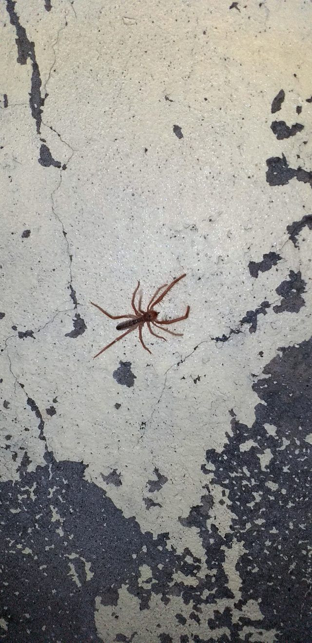 Geceleri ortaya çıkıyor! Batman'da 'sarıkız' tedirginliği - Resim: 3