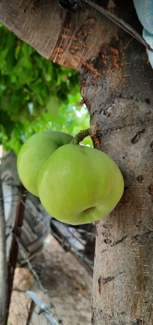 Elazığ'da bir ağaç gövdesinde meyve verdi gören şaştı kaldı - Resim: 2
