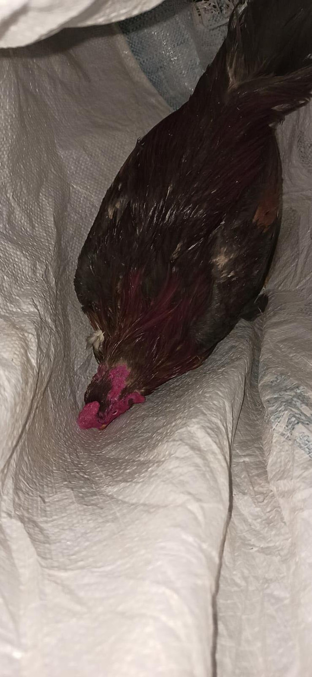 Aydın'da evde horoz dövüştüren 19 kişiye ceza yağmuru - Resim: 1