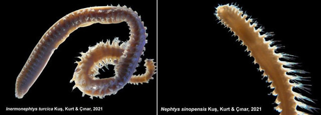 Türk bilim adamları Marmara Denizi'nde keşfetti 2 yeni canlı türü Dünya literatürüne girdi - Resim: 0