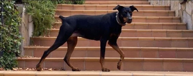 74 günlük sırrı Tina çözecek! Ünlü ekonomist Korhan Berzeg nerede? Kim kaçırdı nerede saklıyor? - Resim: 1