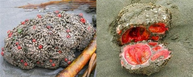 Sıradan bir kaya sandı ama içini açınca... İnanamayacaksınız! - Resim: 3