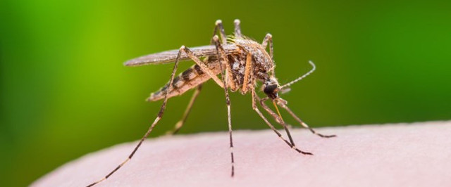Türkiye de tehlike altında! İstilacı sinek türlerine cepten takip - Resim: 1