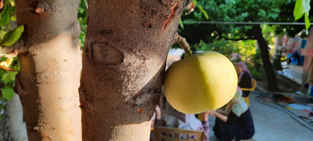 Elazığ'da bir ağaç gövdesinde meyve verdi gören şaştı kaldı - Resim: 1