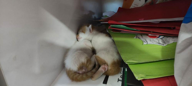 Bursa'da öğretmenler odasının dolabını açınca şaşkına döndüler - Resim: 0