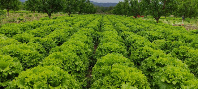 Fiyatlar şoke ediyor! Tarlada 2 tezgahta 10 lira "Uygun fiyata yemek isteyen..." - Resim: 0