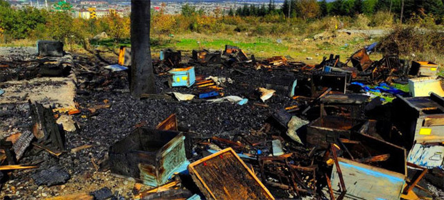400 kovan arıyı diri diri yaktılar Bursa'da yürekleri sızlatan görüntü - Resim: 0