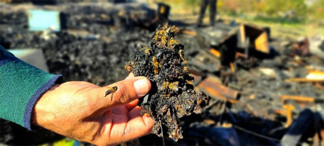 400 kovan arıyı diri diri yaktılar Bursa'da yürekleri sızlatan görüntü - Resim: 2