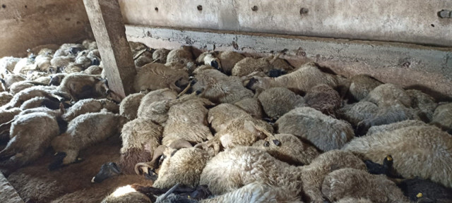 Van'da ahırda korkunç manzara! 130 koyun telef olmuş halde bulundu - Resim: 0