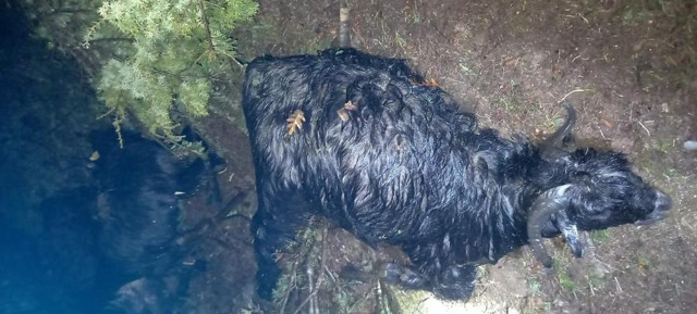 Kahramanmaraş'ta yıldırım faciası: 41 küçükbaş telef oldu - Resim: 0