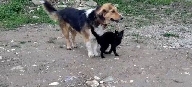Karabük'te cinsleri farklı kalpleri bir beraber yatıp beraber kalkıyorlar - Resim: 0