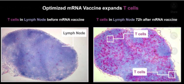 Özlem Türeci ve Uğur Şahin fotoğrafla o etkiyi anlattı İşte böyle başlamışlar - Resim: 0