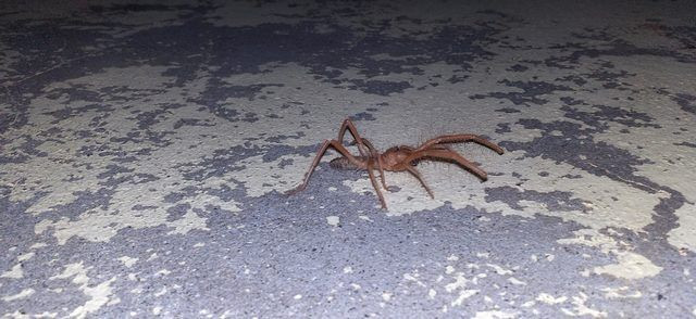 Geceleri ortaya çıkıyor! Batman'da 'sarıkız' tedirginliği - Resim: 1