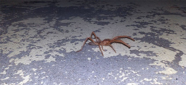 Geceleri ortaya çıkıyor Batman'da vatandaş tedirgin - Resim: 0